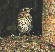 AVIFAUNA DI PASSO