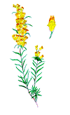 LINARIA.GIF (57591 byte)