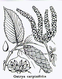 Ostrya carpinifolia