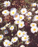 Bellis perenis