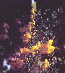 Cytisus scoparius