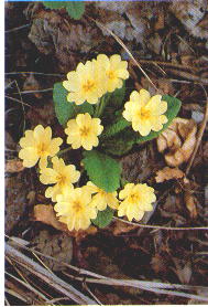 Primula vulgaris