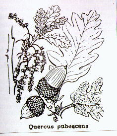 Quercus pubescens