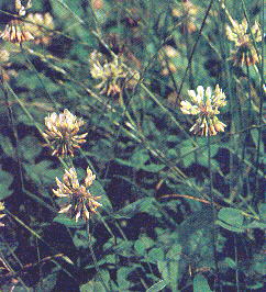 Trifolium repens