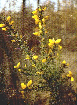 Ulex europaeus