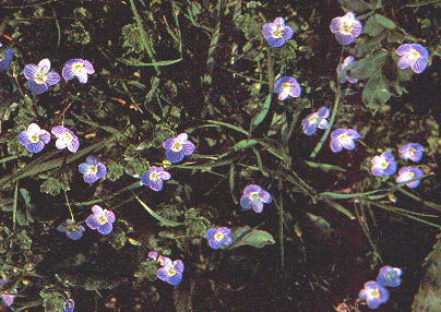 Veronica persica